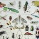Antique engraving 1928, Insects, entomology, beetles • Lithograph, original illustration