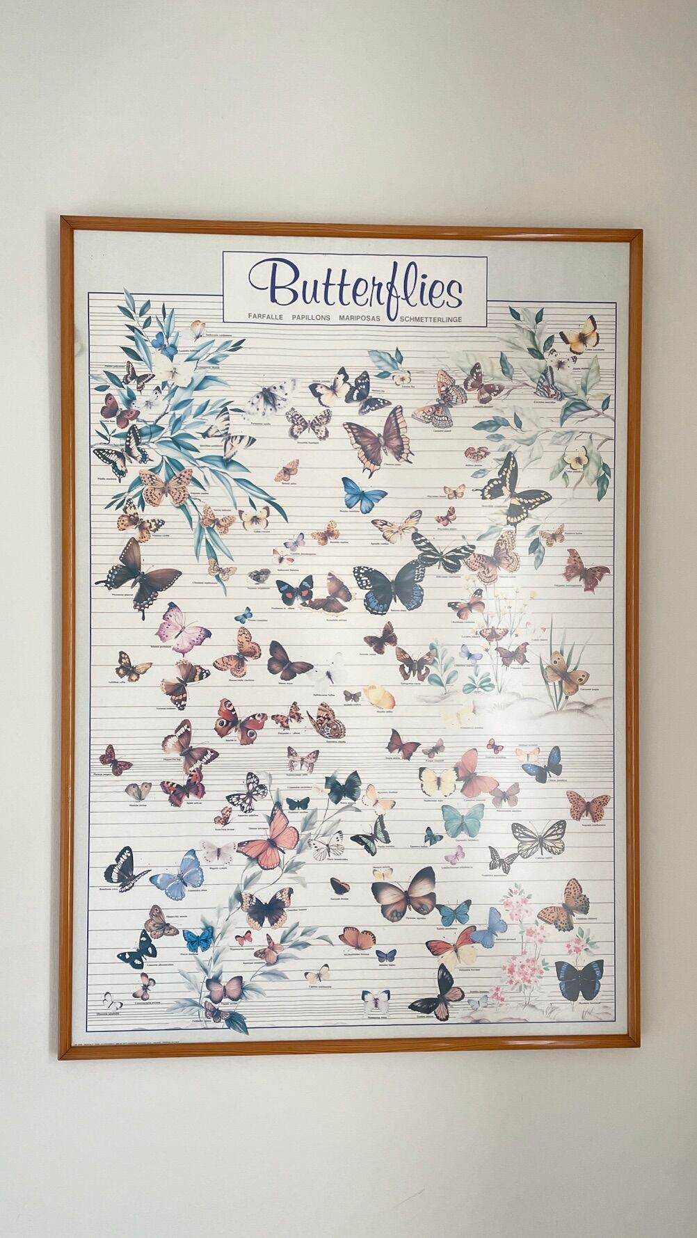 TABLEAU Display BUTTERFLY Italy