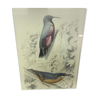 Gravure oiseaux