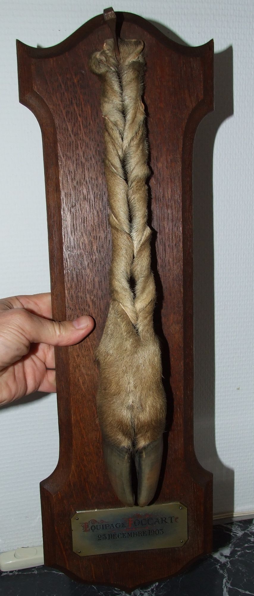 PIED D'HONNEUR 1902 - 1903 Taxidermy Running Hunting Crew