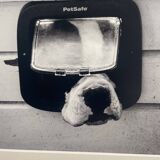 Watch out, bad dog!