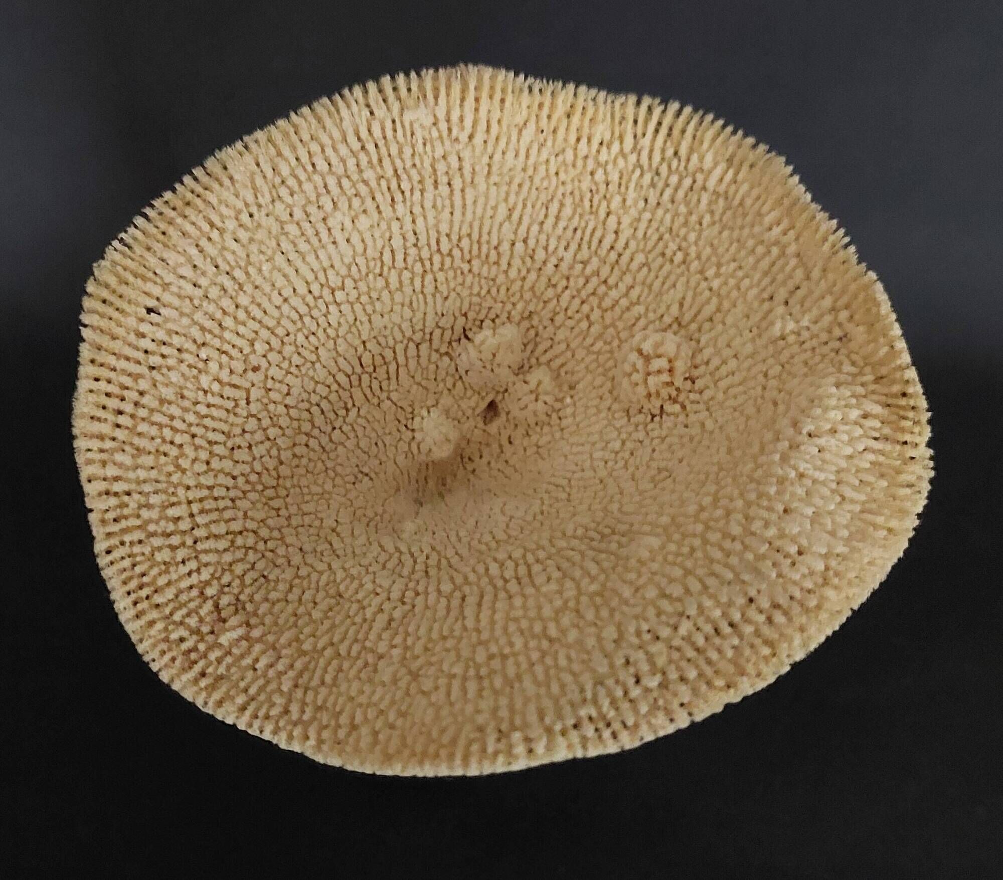 Cabinet of Curiosities sponge carteriospongia foliascens on base