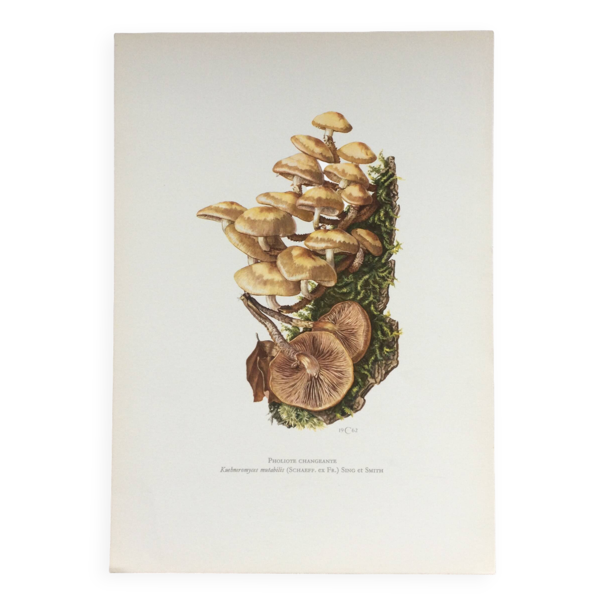 Botanical Illustration Mushrooms Pholiotidae Vintage Print 60s