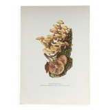 Botanical Illustration Mushrooms Pholiotidae Vintage Print 60s