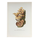 Botanical Illustration Mushrooms Pholiotidae Vintage Print 60s