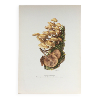 Botanical Illustration Mushrooms Pholiotidae Vintage Print 60s