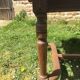 Extendable oak table
