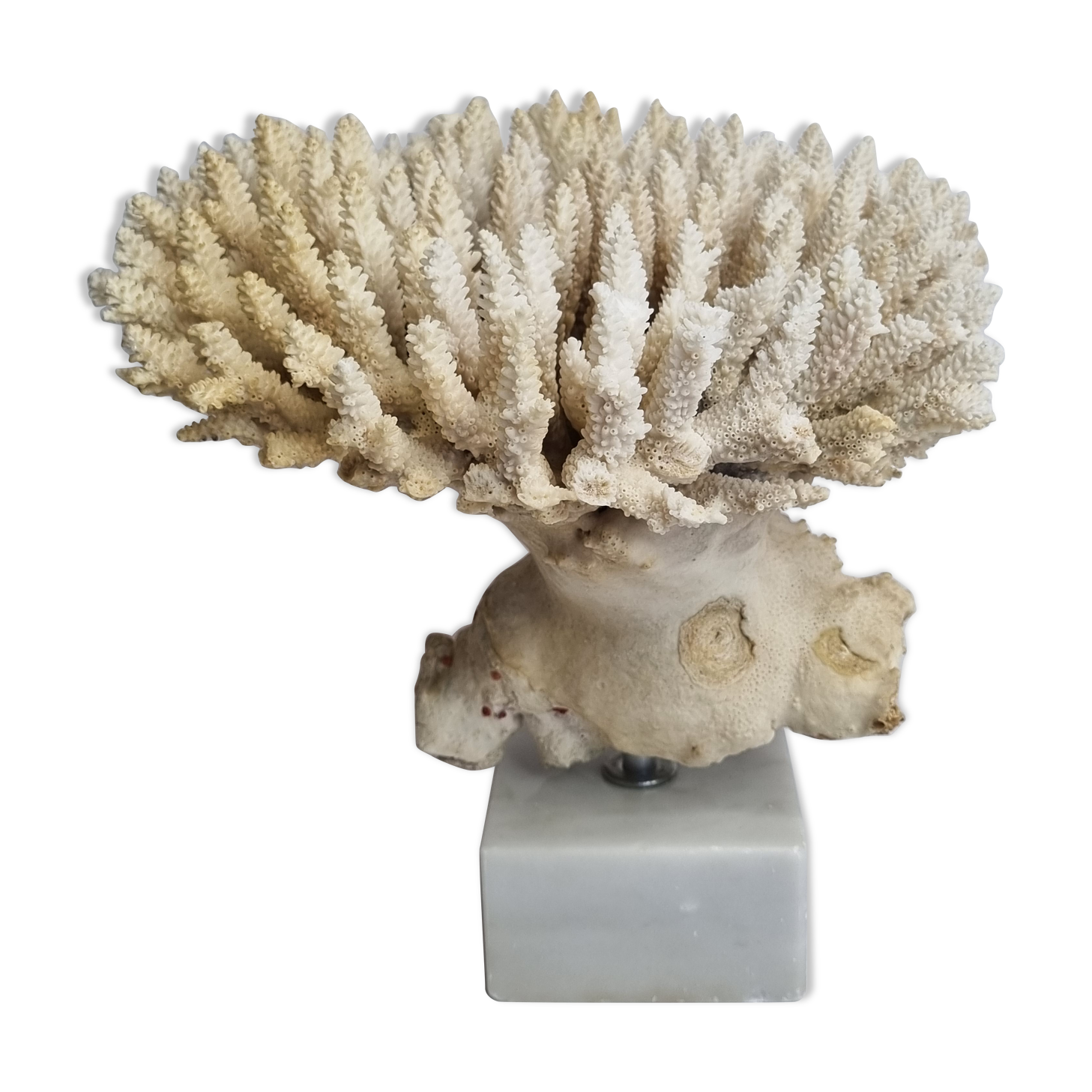 Old white coral Acropore on marble base, 25 cm