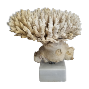 Ancien corail blanc Acropore