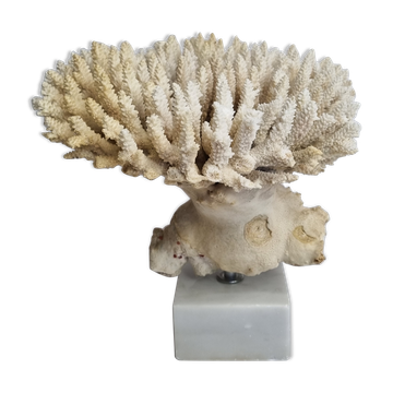 Old white coral Acropore on marble base, 25 cm