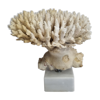 Old white coral Acropore on marble base, 25 cm