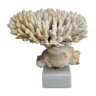 Old white coral Acropore on marble base, 25 cm