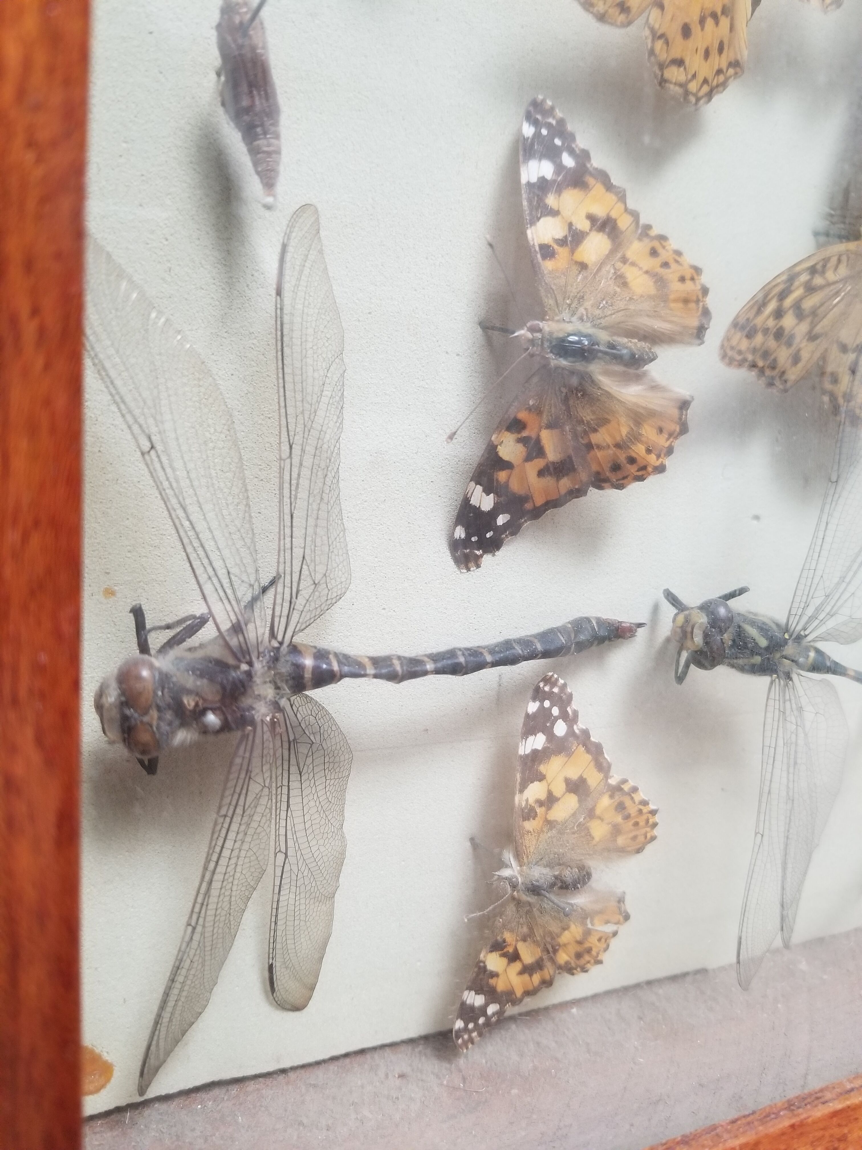 Vintage naturalized insect frame