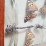 Vintage naturalized insect frame