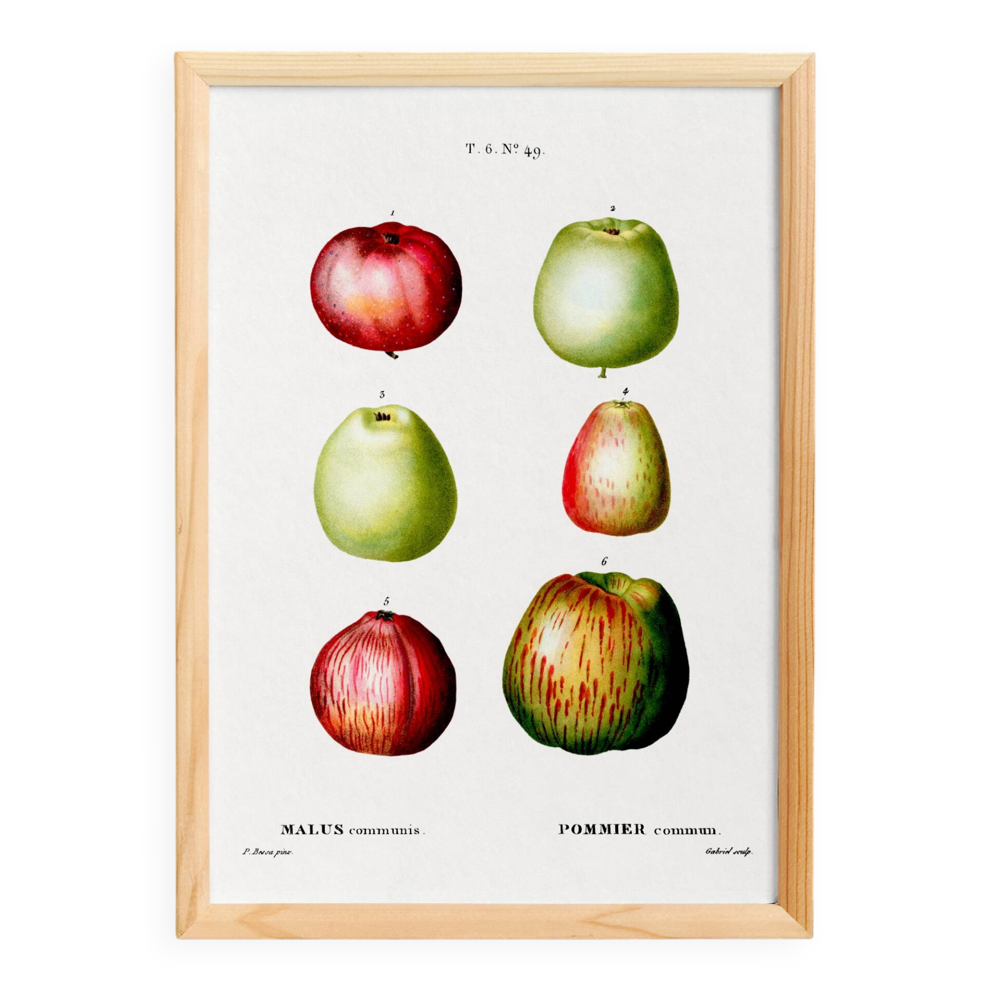 Poster about apples, based on an old engraving from 1802