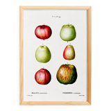 Poster about apples, based on an old engraving from 1802