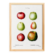 Poster about apples, based on an old engraving from 1802