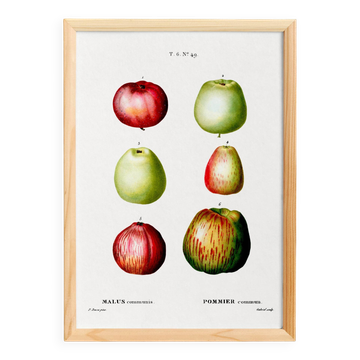 Affiche sur les pommes, d’après une gravure ancienne de 1802