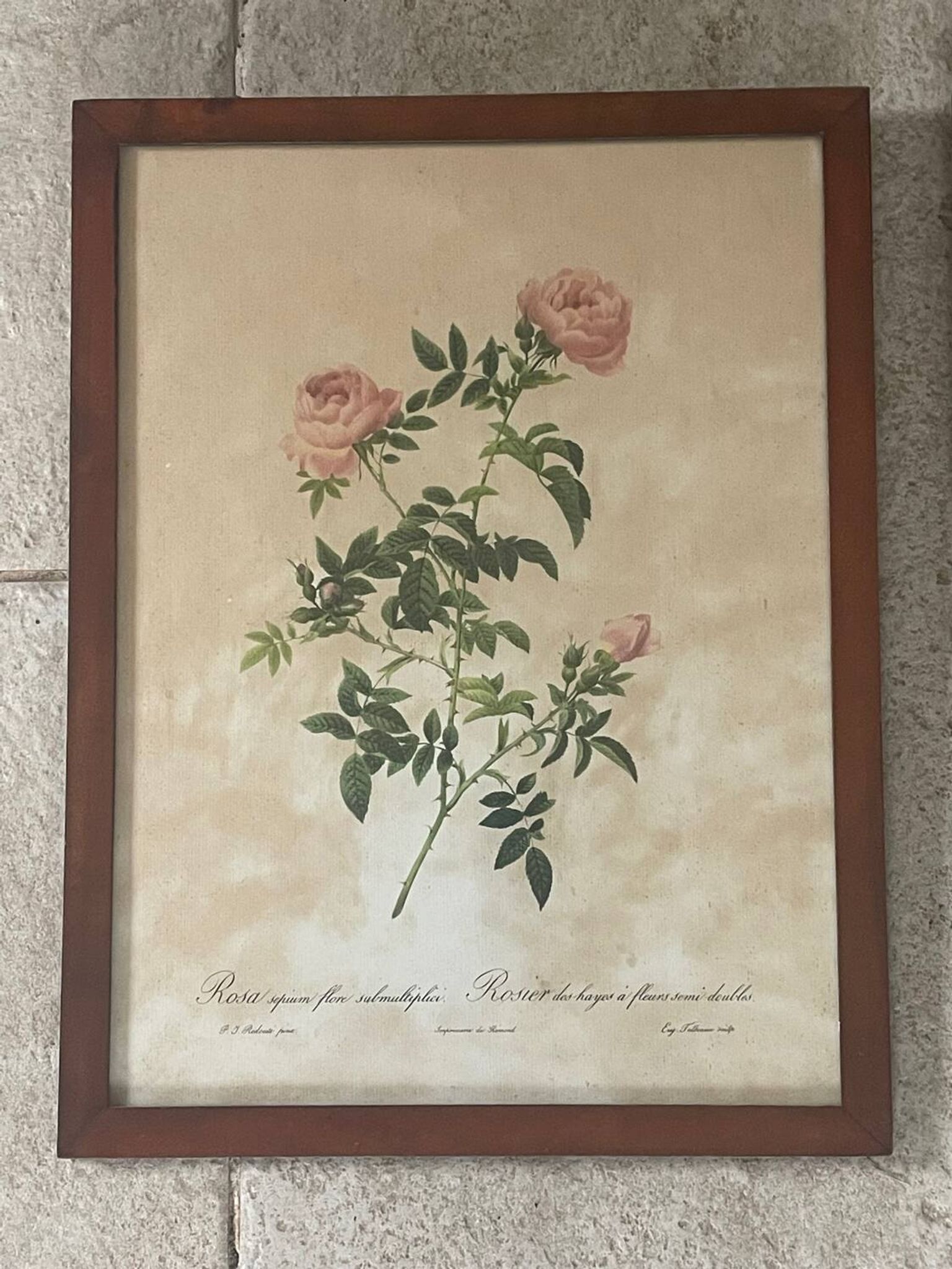 Pair of pink framed reproductions of PJ Redouté