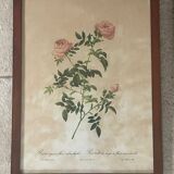 Paire de reproductions encadrées roses de P.J Redouté