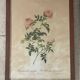 Pair of pink framed reproductions of PJ Redouté