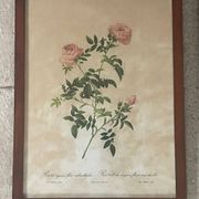 Pair of pink framed reproductions of PJ Redouté