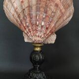 Cabinet de Curiosités coquillage nodipecten subnodosus sur socle