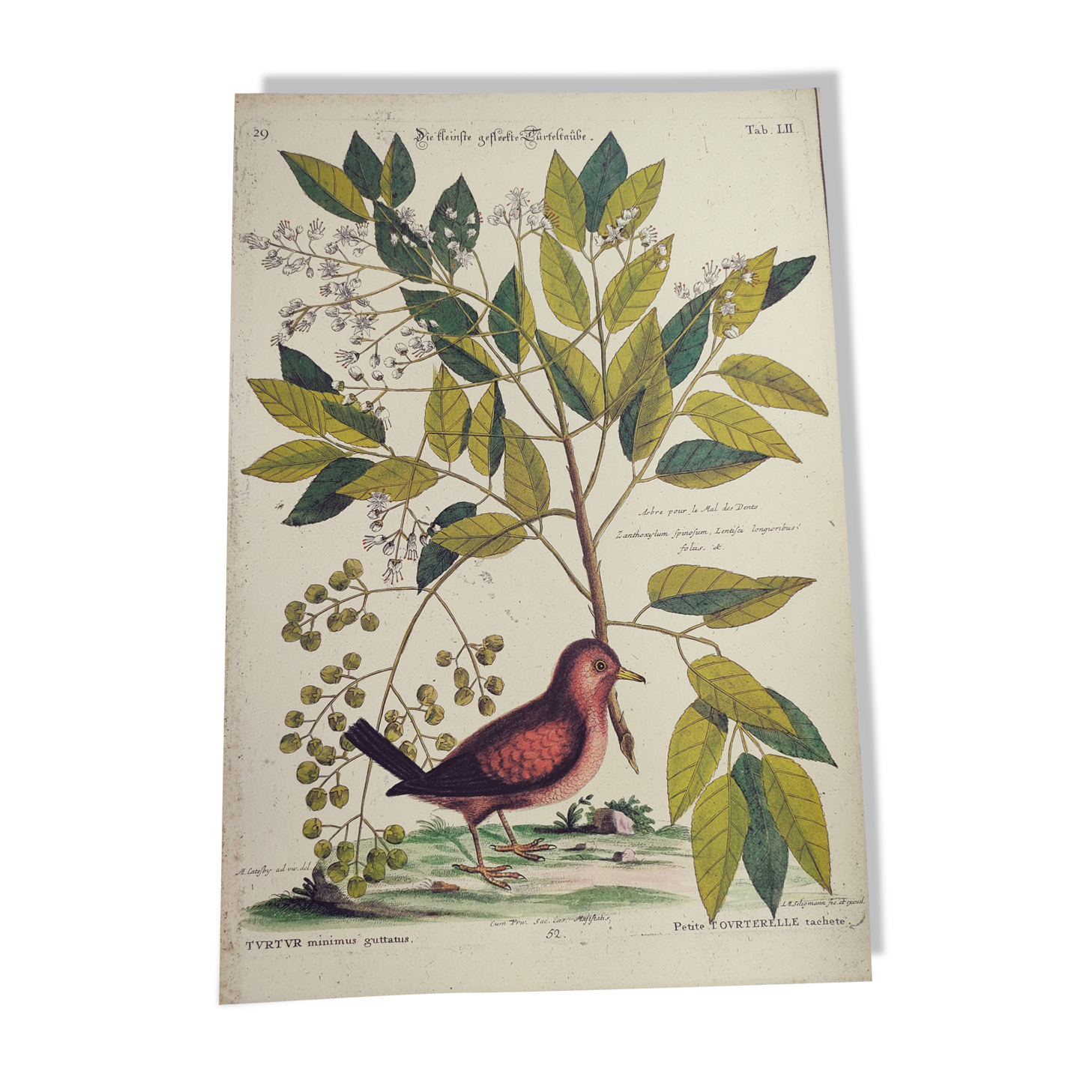 Antique bird engraving - Small Turtle Dove - Zoological plate by Seligmann