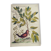 Gravure ancienne oiseau -Petit Tourterelle- Planche zoologique de Seligmann