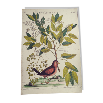 Gravure ancienne oiseau -Petit Tourterelle- Planche zoologique de Seligmann