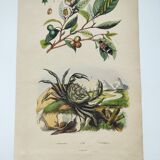 Gravure ancienne de 1838 -Crabe et thé- Planche coloriée à la main zoologique et botanique. Original