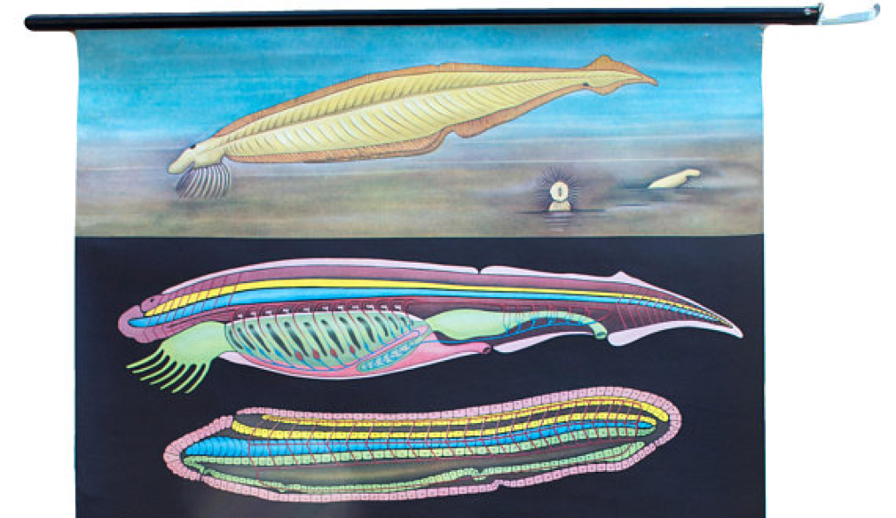 Poster of the Jung-Koch-Quentell School, Branchiostoma, Lanzettfischchen, 1970