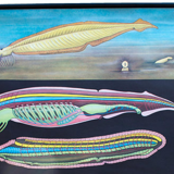 Affiche de l’école de Jung-Koch-Quentell, Branchiostoma, Lanzettfischchen, 1970