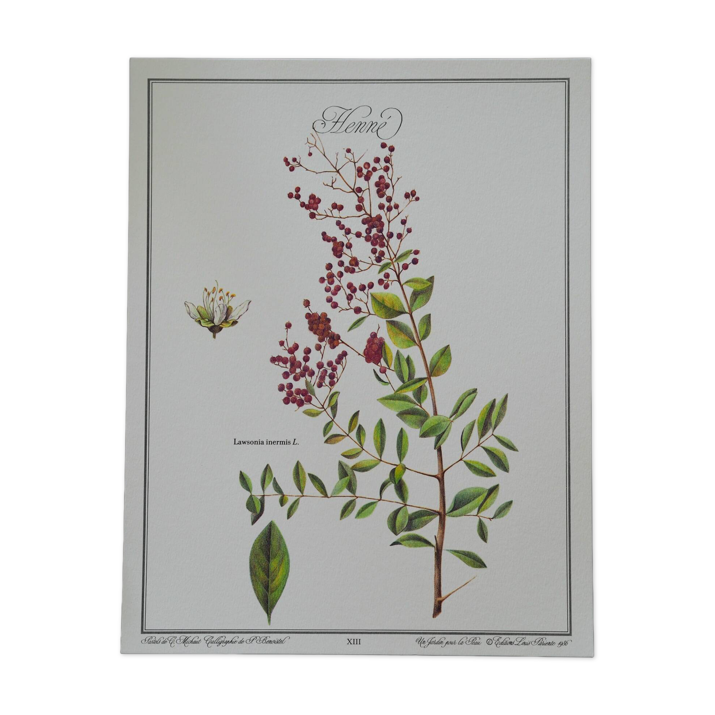 Henna, printed illustration from 1986. Vintage Botany. 24X31cm