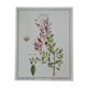 Henna, printed illustration from 1986. Vintage Botany. 24X31cm