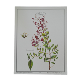 Henna, printed illustration from 1986. Vintage Botany. 24X31cm
