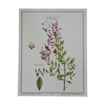 Le henné, illustration botanique vintage imprimée en 1986