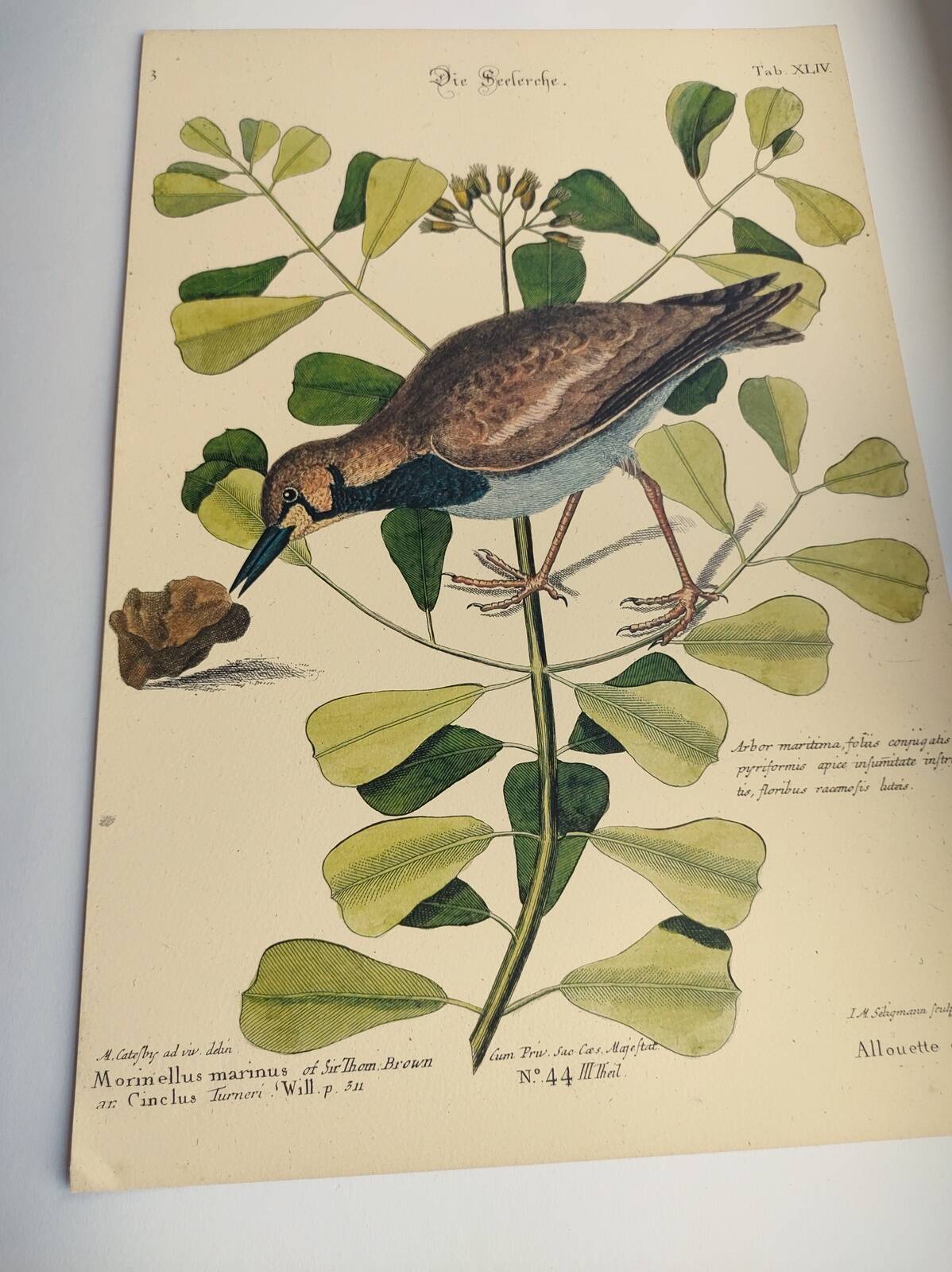 Old bird engraving - Sea Allouette - Zoological illustration board by Seligmann & Catesby