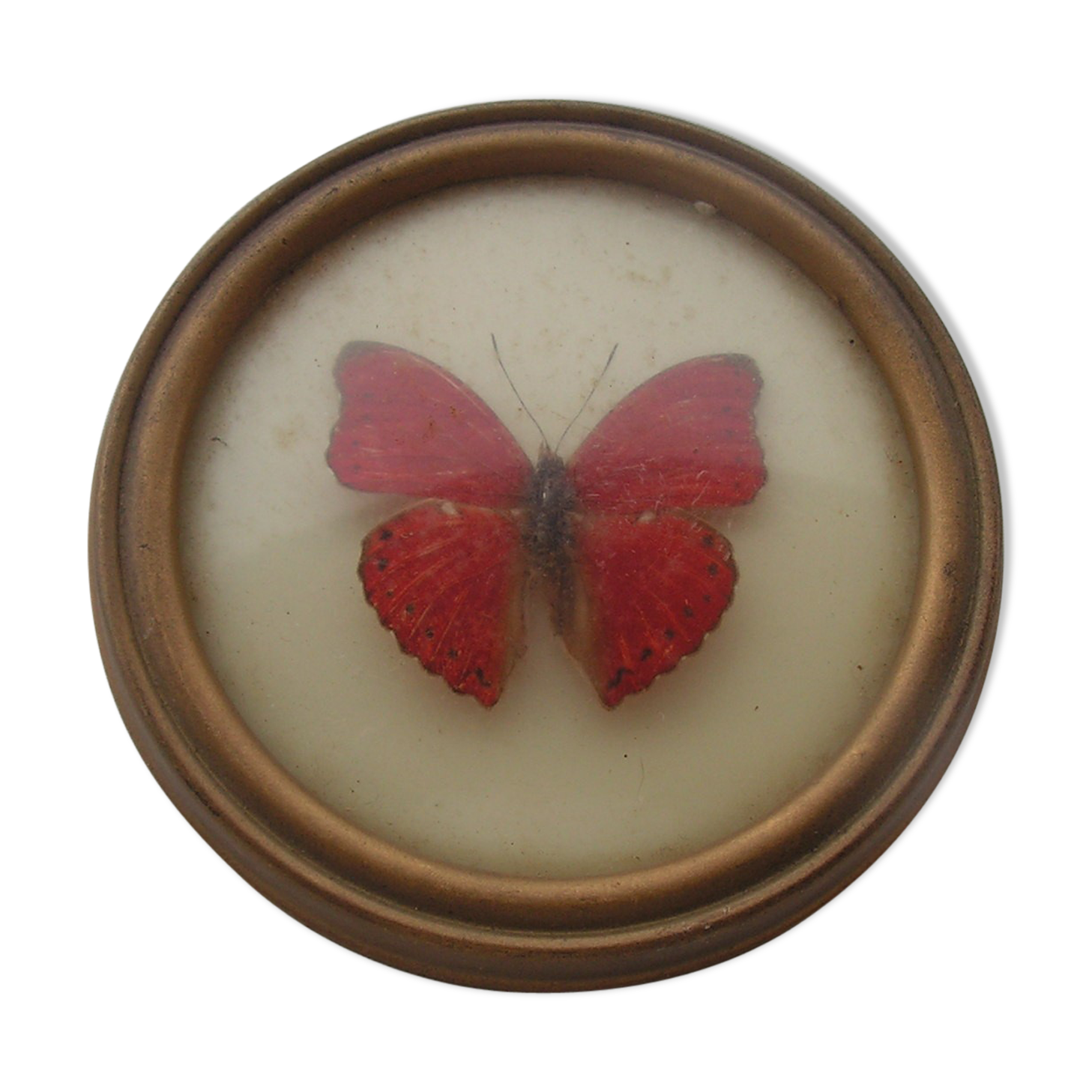 Small round frame butterfly cymothoe sangaris Kenya