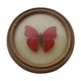 Small round frame butterfly cymothoe sangaris Kenya