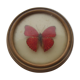 Small round frame butterfly cymothoe sangaris Kenya
