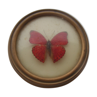 Small round frame butterfly cymothoe sangaris Kenya