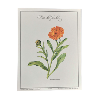 Planche botanique le soucis des jardins