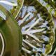 5 green ceramic dessert plates