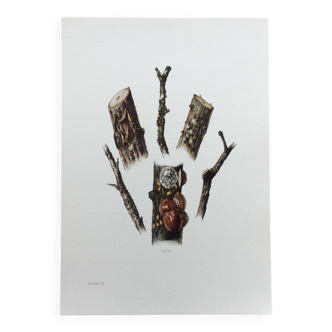 Illustration ancienne "insectes", Impression vintage, Cochenille, années 60