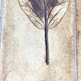 Roger Capron Herbier - Rectangular coffee table with patinated steel frame