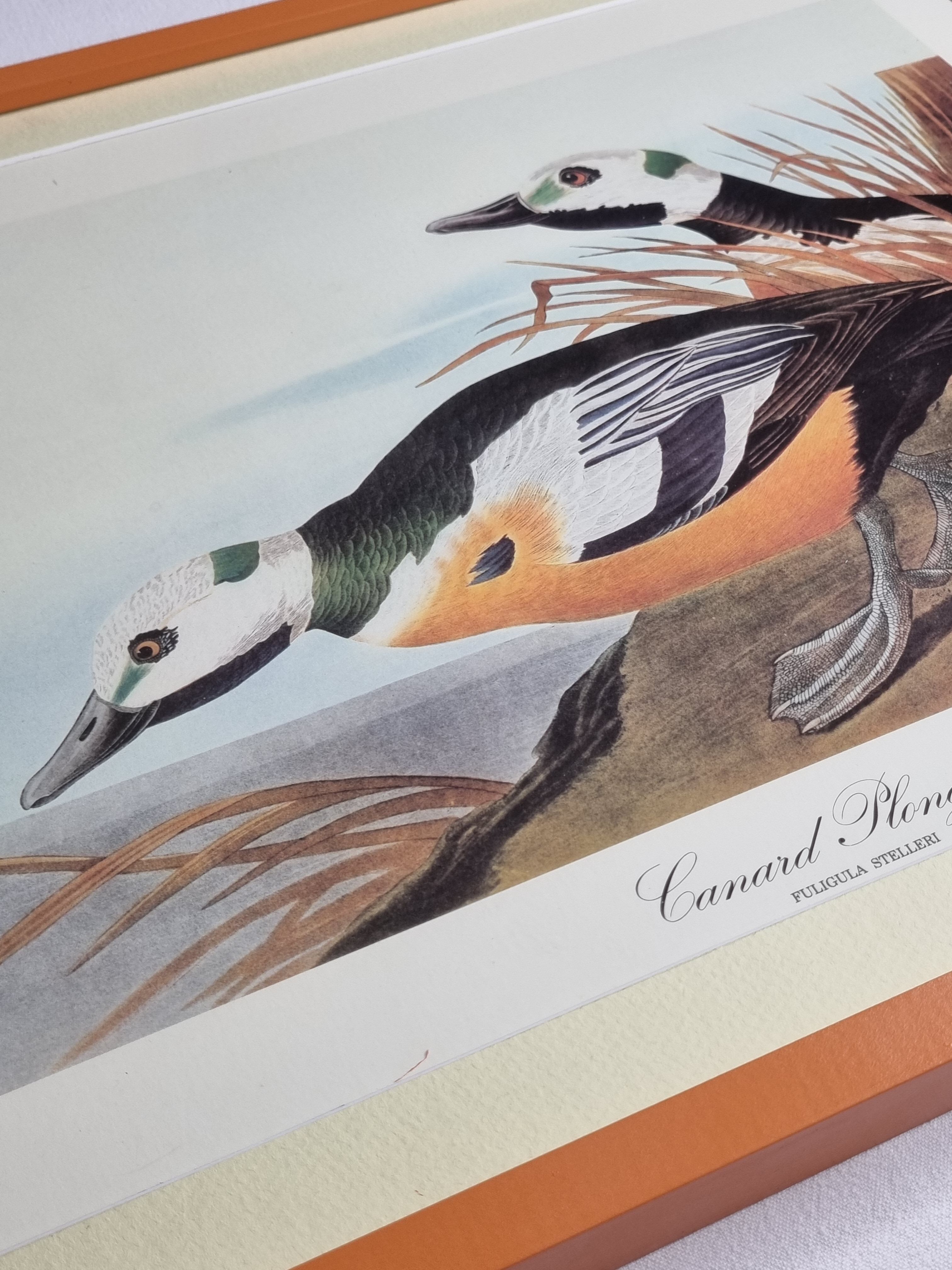 Vintage reproduction after Jean-Jacques Audubon, ornithology, Diving duck