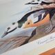 Vintage reproduction after Jean-Jacques Audubon, ornithology, Diving duck