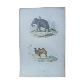Poster - old zoological engraving - elephant and camel (mid 19th century)
