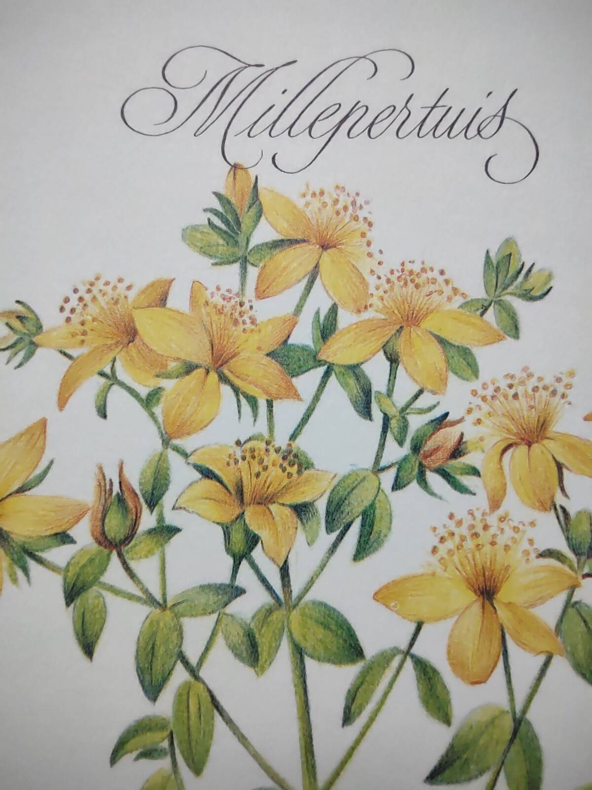 Botanical engraving -St. John's Wort- Illustration of medicinal plants and herbalism